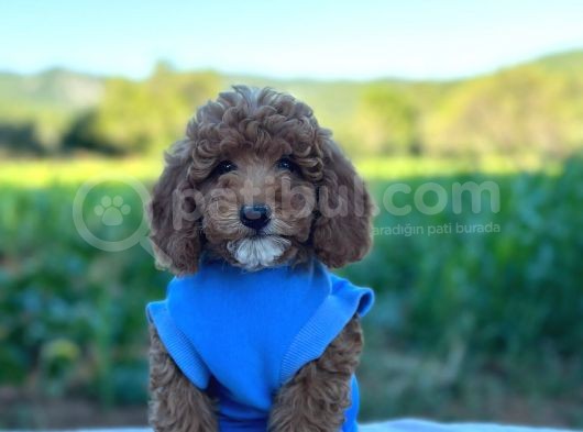 Birbirinden Güzel Toy Poodle Bebeklerim