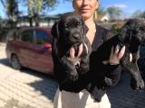 Labrador Yavrularım Sağlık Ve Irk Garantili