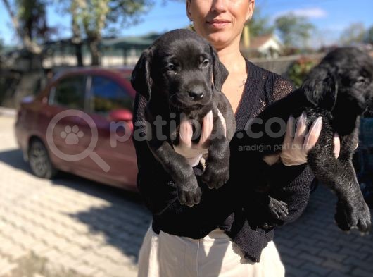 Labrador Yavrularım Sağlık Ve Irk Garantili görsel