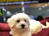 VONALP PET GARANTISIYLE MUKEMMEL MALTESE TERRİER YAVRULARI