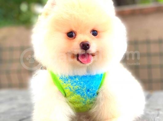 Teddy Face Ayi Surat Erkek Pomerani̇an