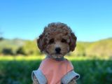 Birbirinden Güzel Toy Poodle Bebeklerim