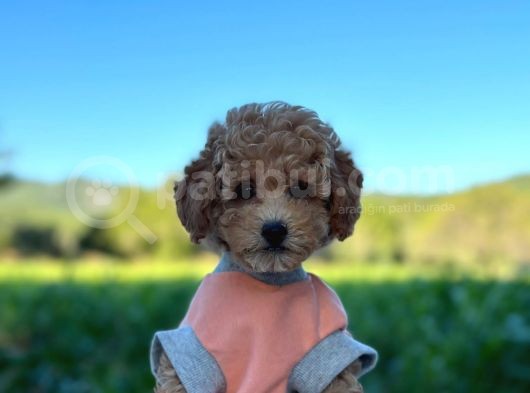 Birbirinden Güzel Toy Poodle Bebeklerim görsel