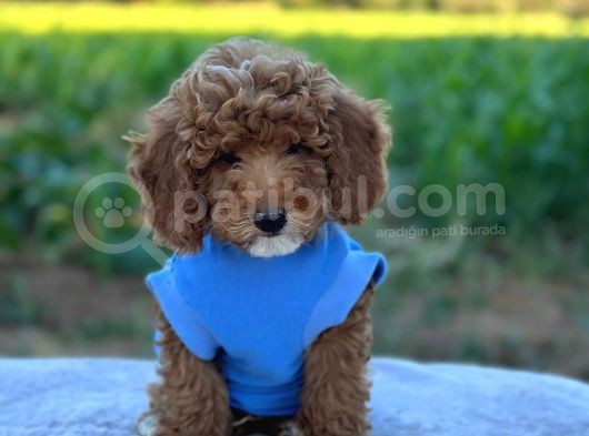 Birbirinden Güzel Toy Poodle Bebeklerim görsel