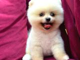2 Aylı Pomeranian Yavrular