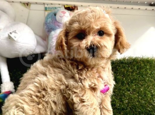 Anne Altından Maltipoo Yavrularımız Dişi Ve Erkek görsel