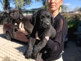 Labrador Yavrularım Sağlık Ve Irk Garantili