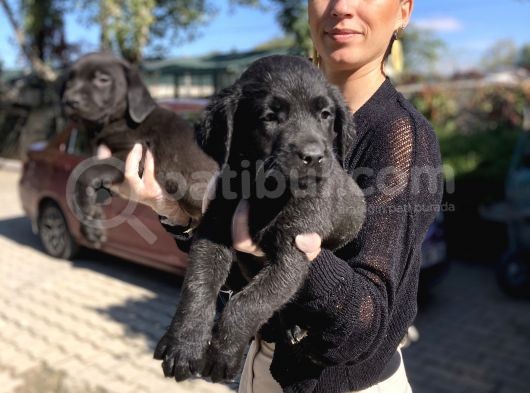 Labrador Yavrularım Sağlık Ve Irk Garantili görsel