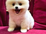 2 Aylı Pomeranian Yavrular