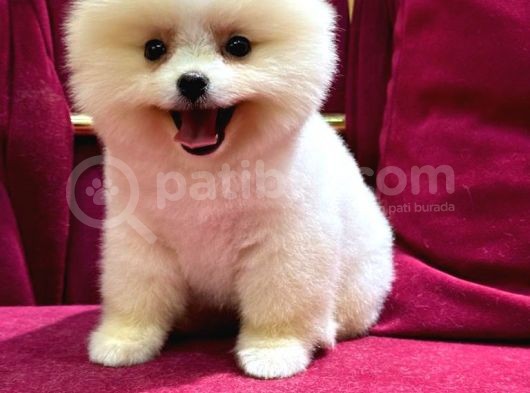 2 Aylı Pomeranian Yavrular görsel