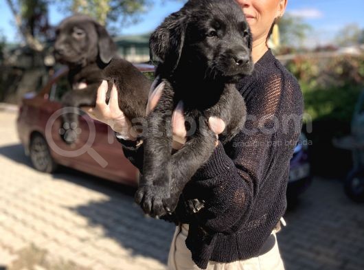 Labrador yavrularım sağlık ve ırk garantili