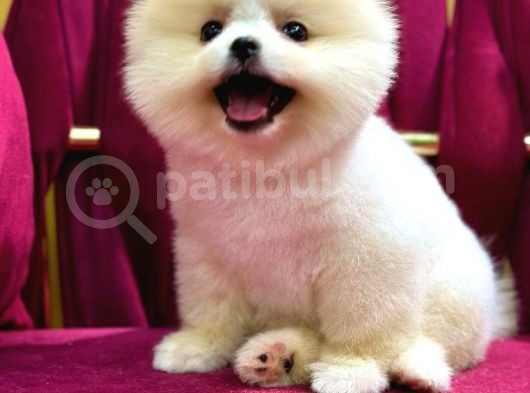 2 Aylı Pomeranian Yavrular görsel