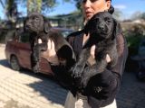 Labrador Yavrularım Sağlık Ve Irk Garantili