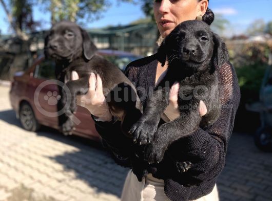 Labrador Yavrularım Sağlık Ve Irk Garantili görsel