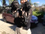 Labrador Yavrularım Sağlık Ve Irk Garantili
