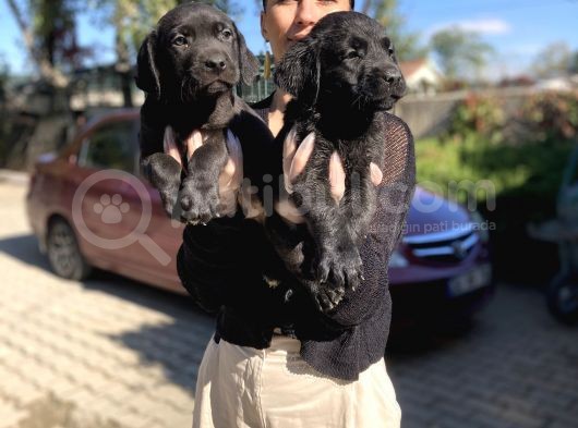 Labrador Yavrularım Sağlık Ve Irk Garantili görsel