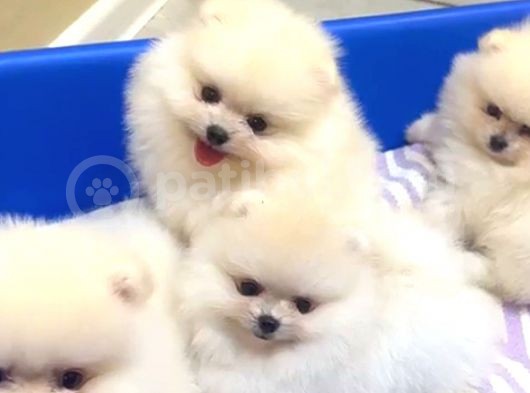 Di̇şi̇ Pomerani̇an Boo Bebekler