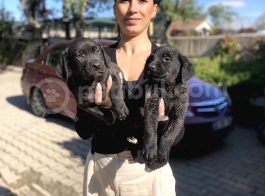 Labrador Yavrularım Sağlık Ve Irk Garantili görsel