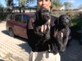 Labrador Yavrularım Sağlık Ve Irk Garantili