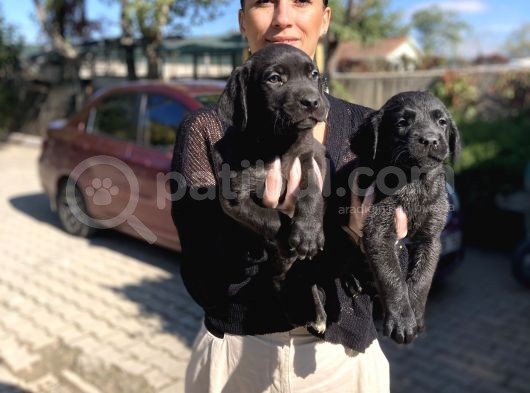 Labrador Yavrularım Sağlık Ve Irk Garantili görsel
