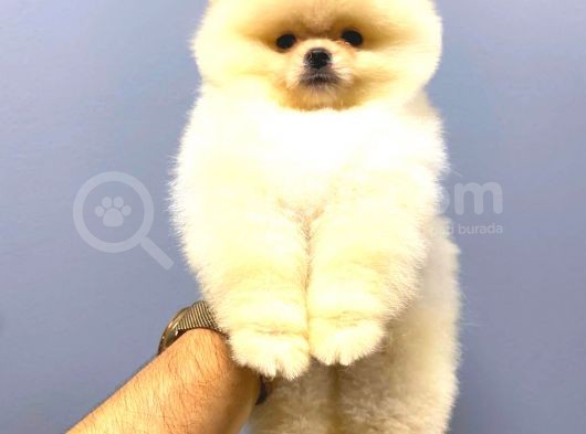 Krem Erkek Pomerani̇an Boo