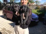 Labrador Yavrularım Sağlık Ve Irk Garantili