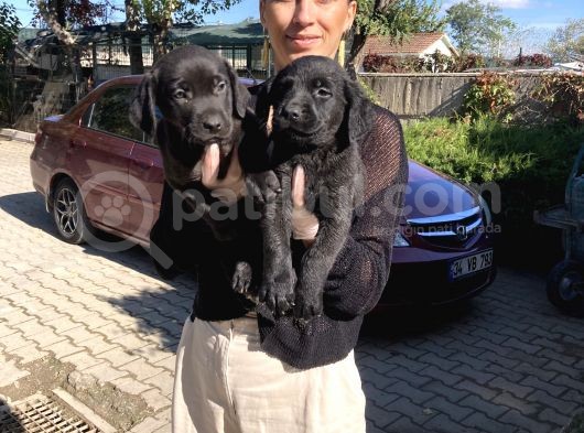 Labrador Yavrularım Sağlık Ve Irk Garantili görsel