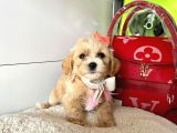 ORJİNAL MALTİPO YAVRULAR