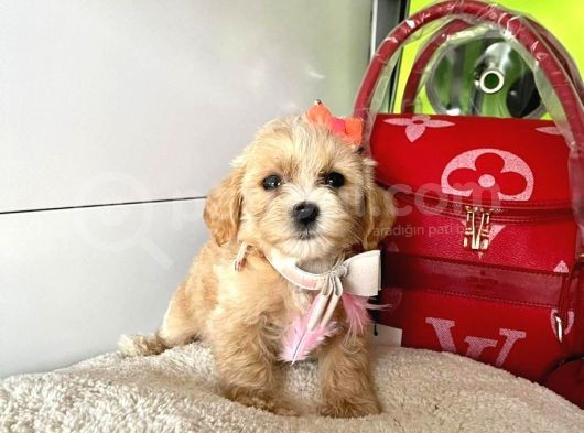 Orji̇nal Malti̇po Yavrular