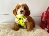 Orji̇nal Malti̇po Yavrular