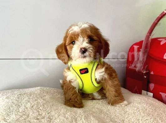 Orji̇nal Malti̇po Yavrular görsel