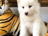Ayi̇ Yavrusu Samoyed A Kali̇te Irk