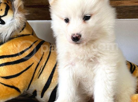 Ayi̇ Yavrusu Samoyed A Kali̇te Irk görsel