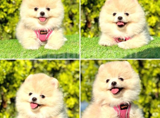 Tilki Surat Pomeranian Yavru