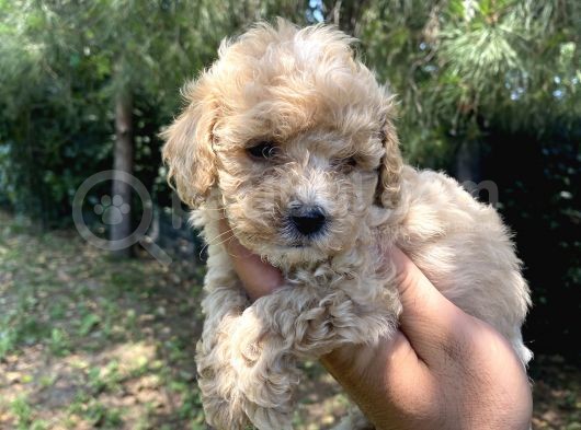 Poodle Tadında F2 Maltipo Bebeklerimiz  görsel