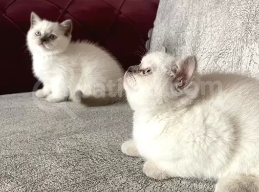 British Shorthair Blue Point görsel