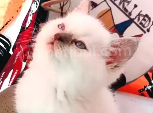 British Shorthair Blue Point görsel