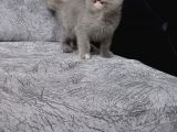 Scottish Straight Tortie