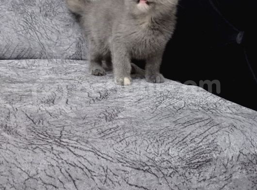 Scottish Straight Tortie görsel
