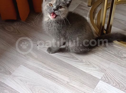 Scottish Straight Tortie