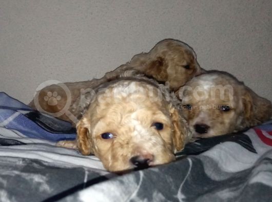 Apri̇cot Mi̇nyatür Poodle Yavrularimiz görsel