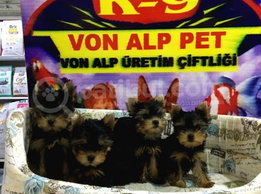 Mukemmel Guzellikte Yorkshire  Terrier Yavrular Vonalp Pet Shop Torium Sube Garantili