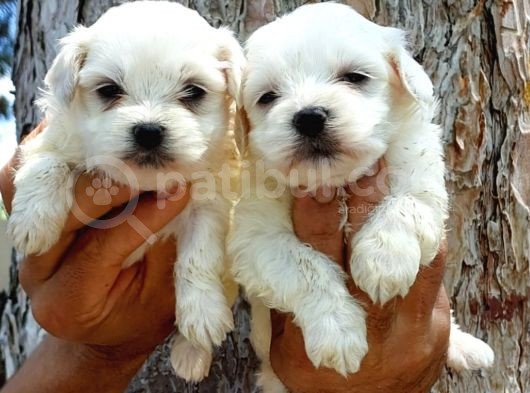Maltese Terrier görsel