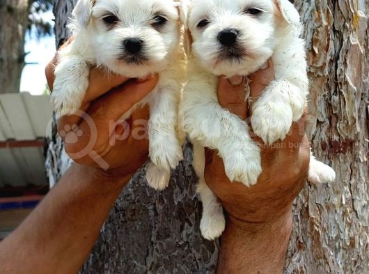 Maltese Terrier görsel