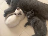 2 Buçuk Aylık Scottish Fold Dişi Kedimi Sahiplendiriyorum