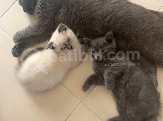 2 Buçuk Aylık Scottish Fold Dişi Kedimi Sahiplendiriyorum görsel