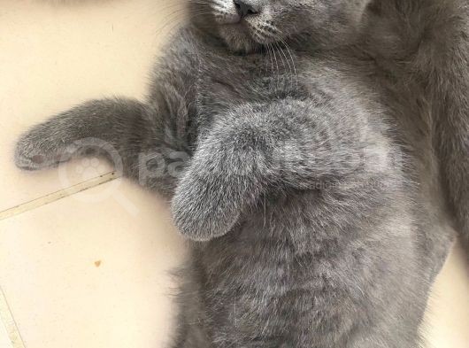 2 Buçuk Aylık British Shorthair Erkek Kedimi Sahiplendiriyorum görsel