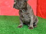 Muhteşem Güzelli̇kte French Bulldog Blue Erkek Yavrumuz
