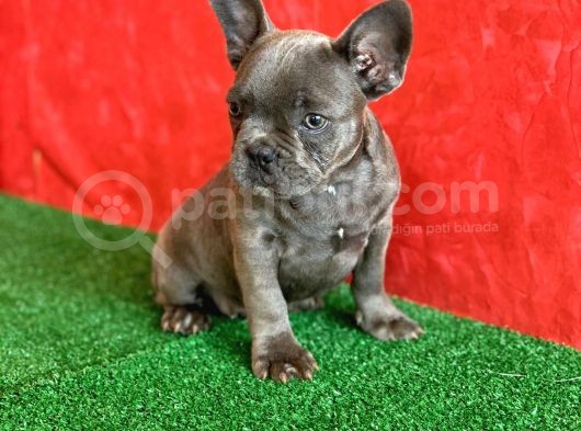 Muhteşem Güzelli̇kte French Bulldog Blue Erkek Yavrumuz görsel