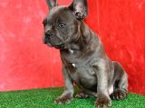 Muhteşem Güzelli̇kte French Bulldog Blue Erkek Yavrumuz